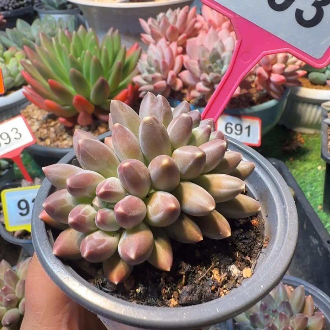 303伊卡鲁斯一物一拍