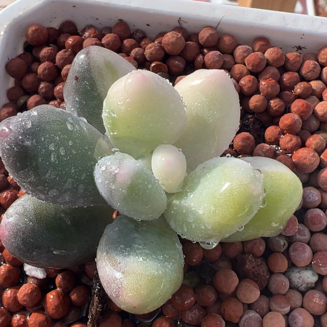 超白奶酪锦，花脸锦