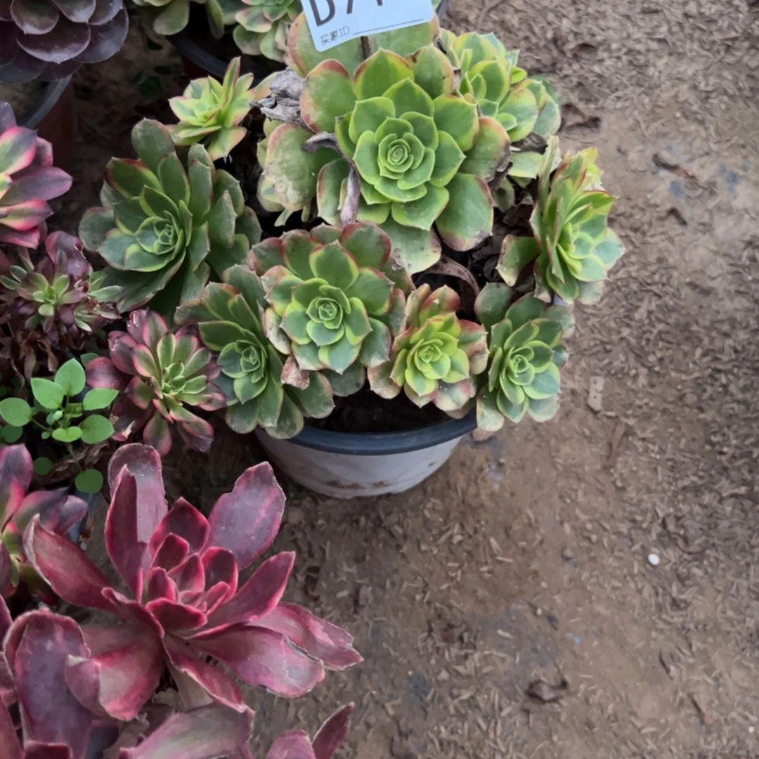 714半夏多肉植物法师