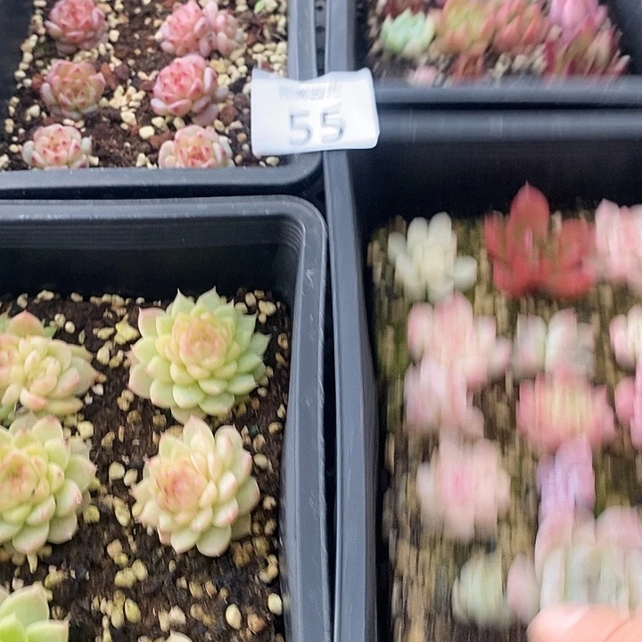 55 多肉植物盆栽花卉