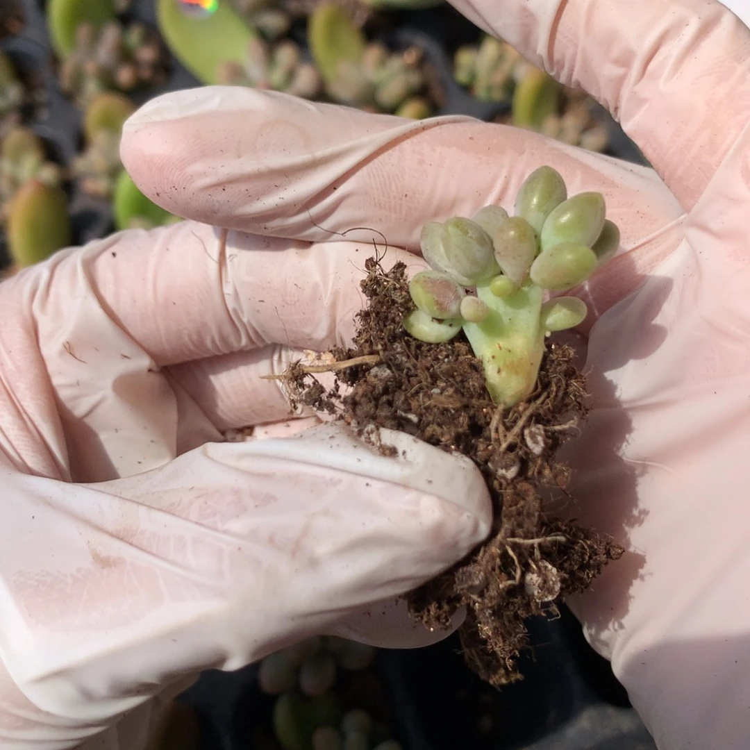 芒果奶小板子瑕疵 无售后