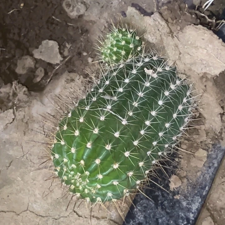 清清3-52根瑕疵黑点1