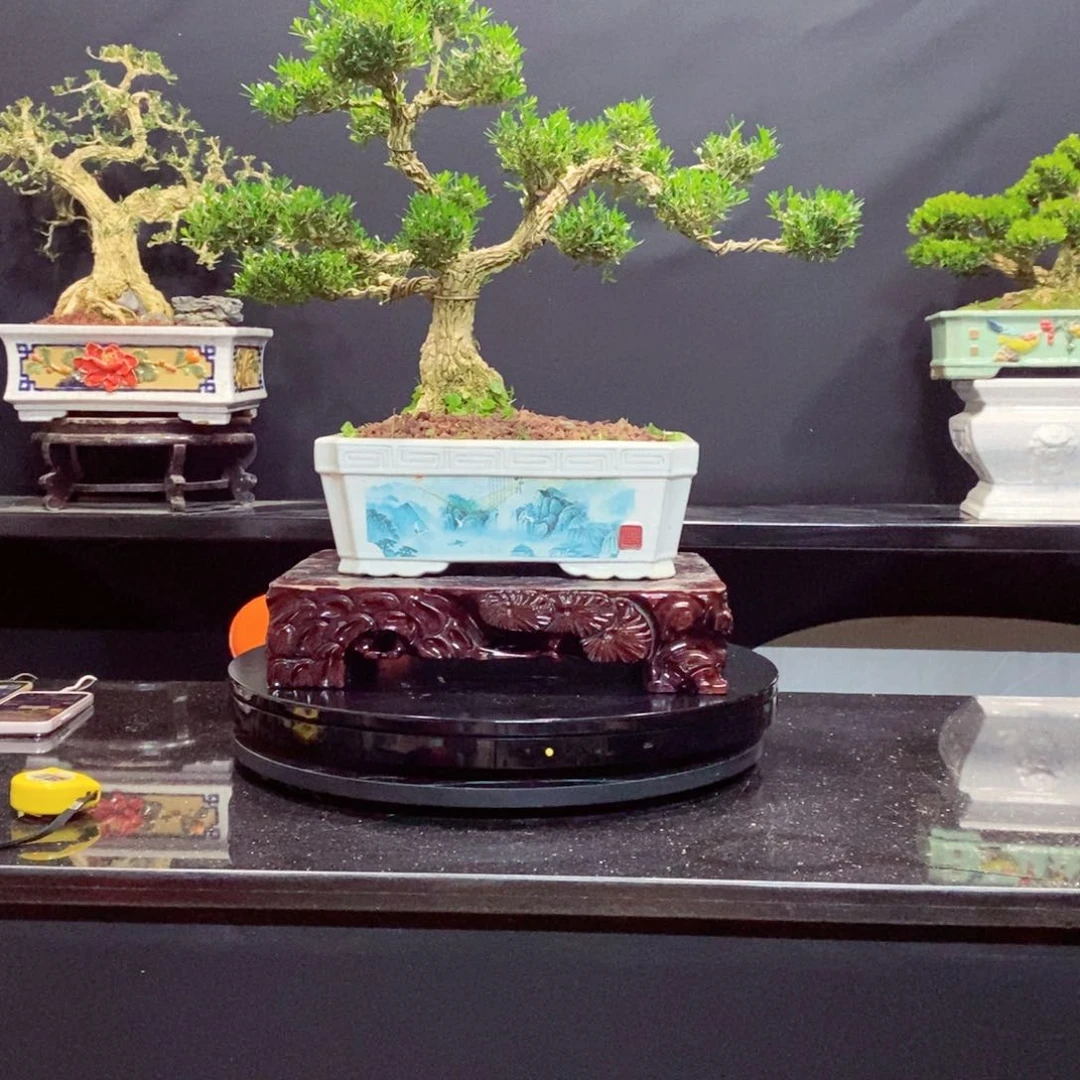 无花朵广东皱皮雀舌黄杨