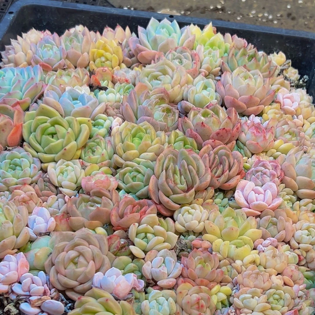 816多肉葡萄的味道是真的很