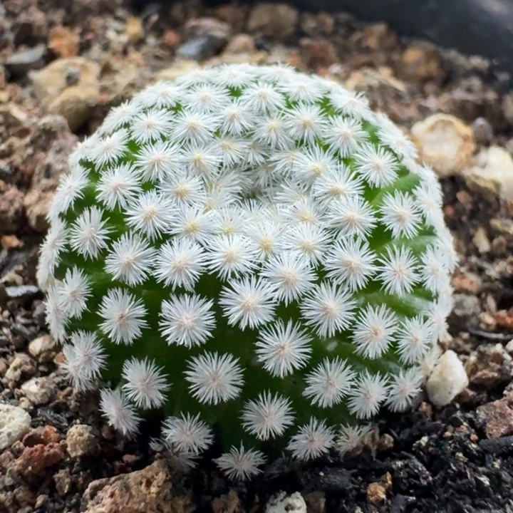 佛头春星自根仙人球