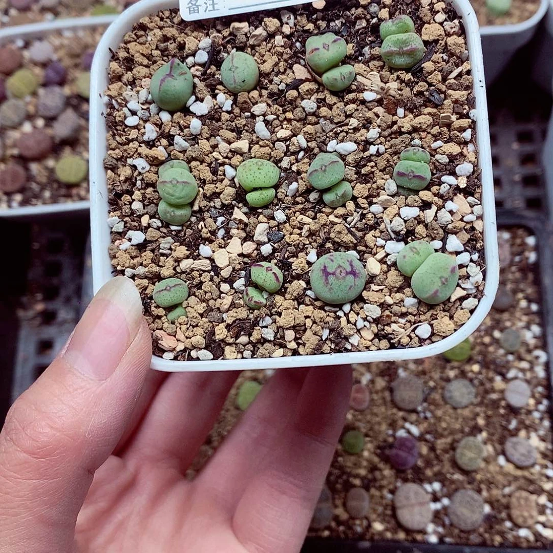 5307啦啦啦啦啦啦