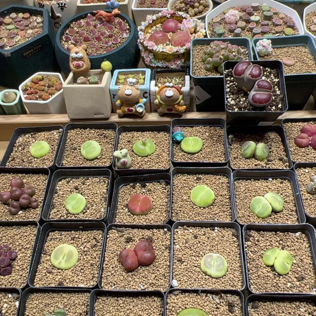 【闪购商品】汇**浦98 带箱