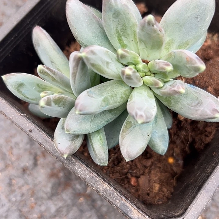 雪戴利带缀美人一物一拍