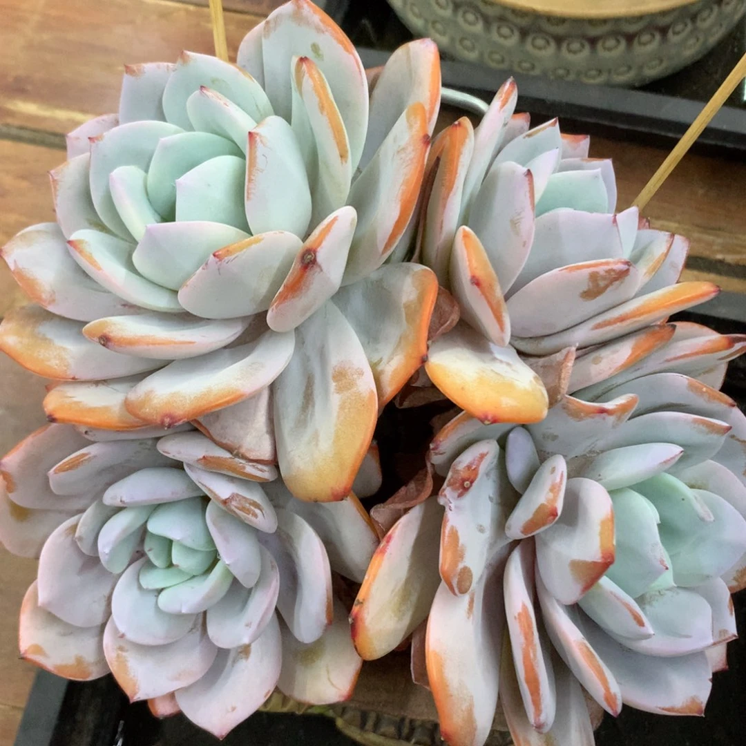 多肉植物 一物一拍