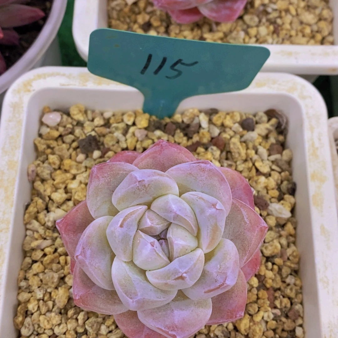 清货转场，一物一拍，看准