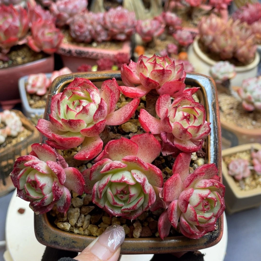 景天科属杂交老桩