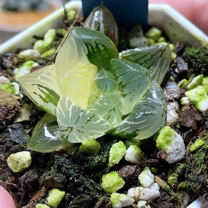 635大型玉露錦一物一拍