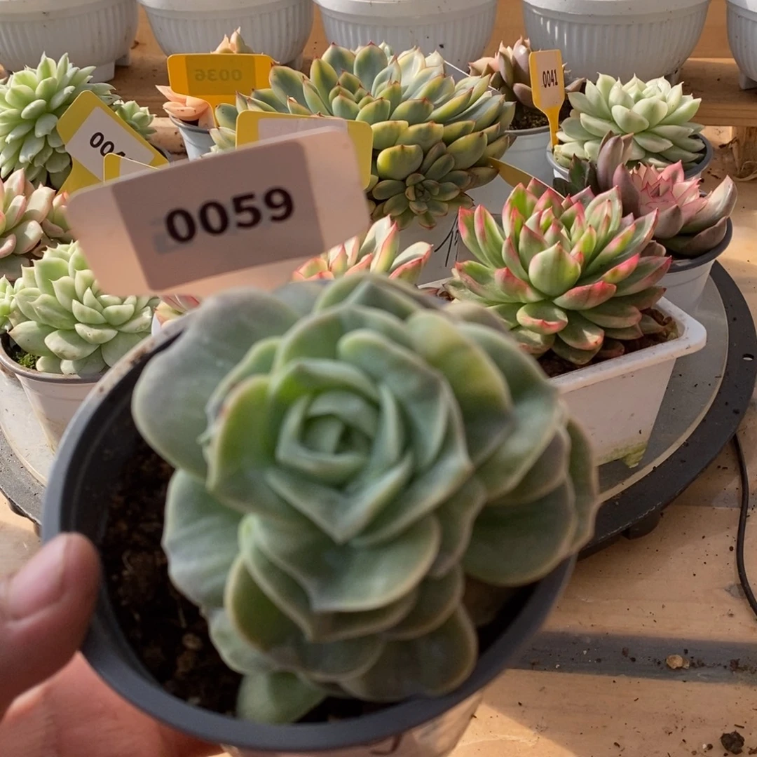 0059可爱玫瑰哈哈哈