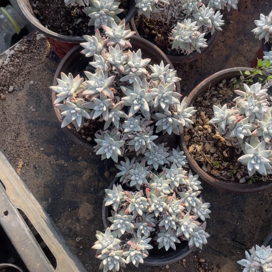 辛*幸运一物一拍白菊