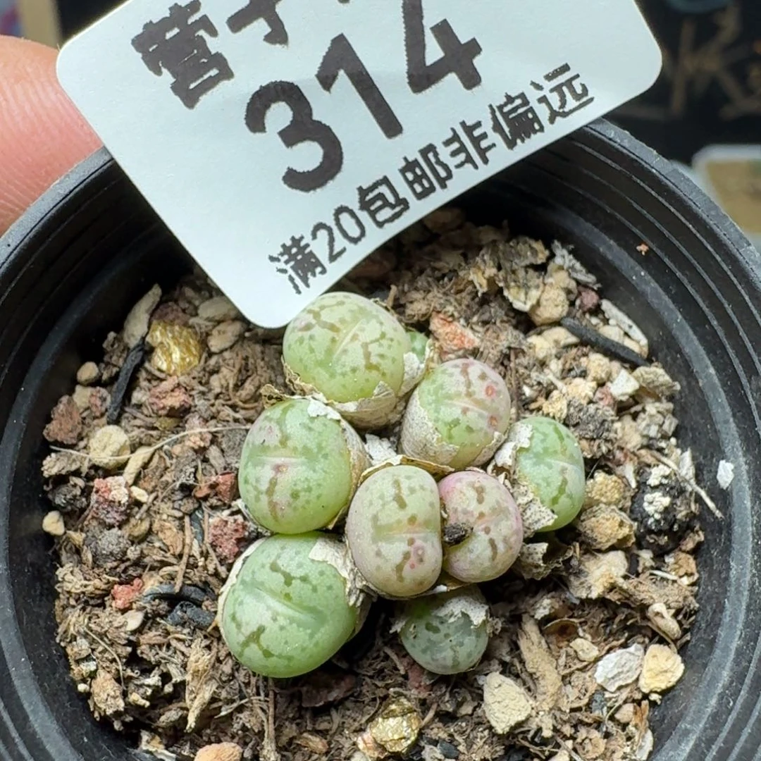 带盆土