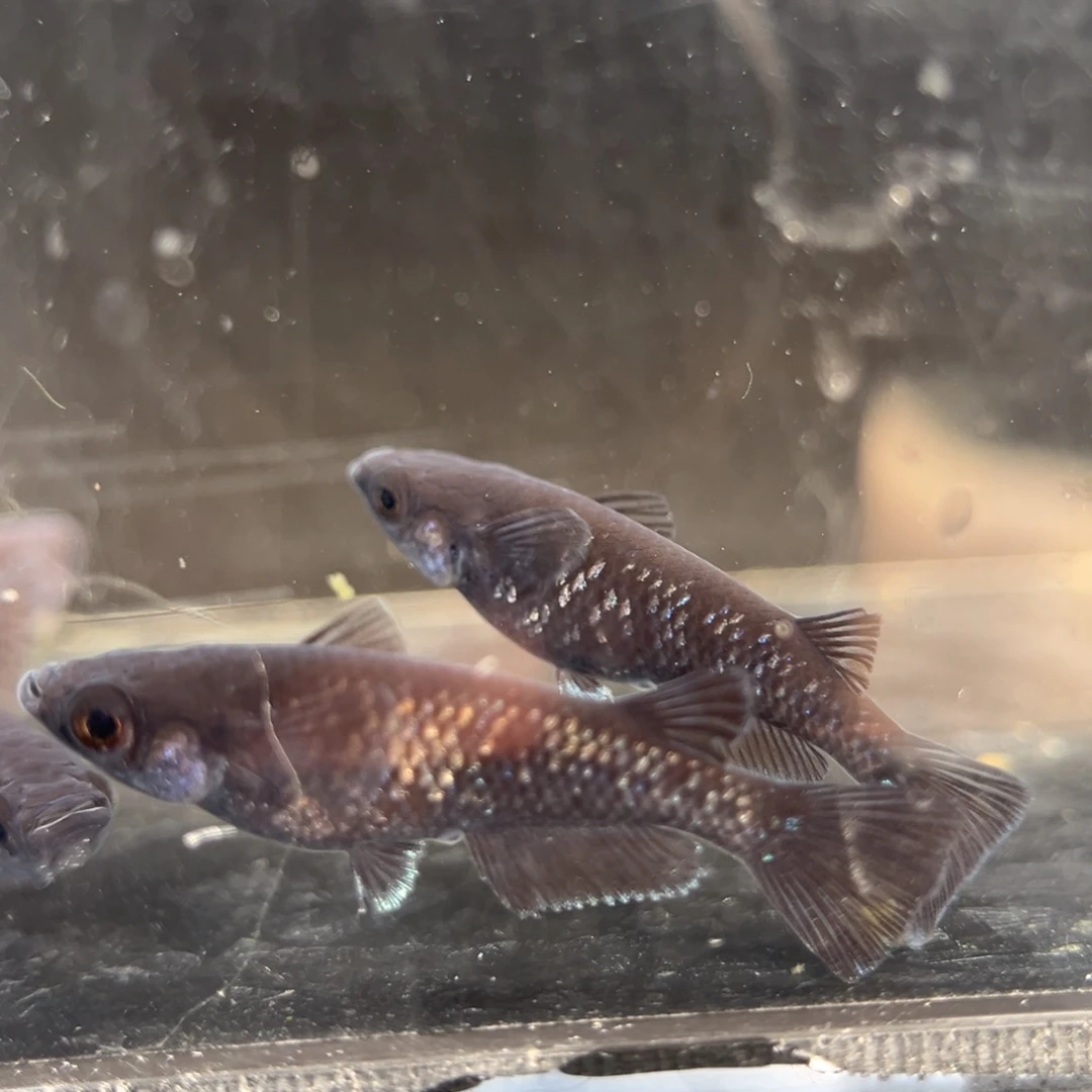 青鳉鱼281耀变天目五尾