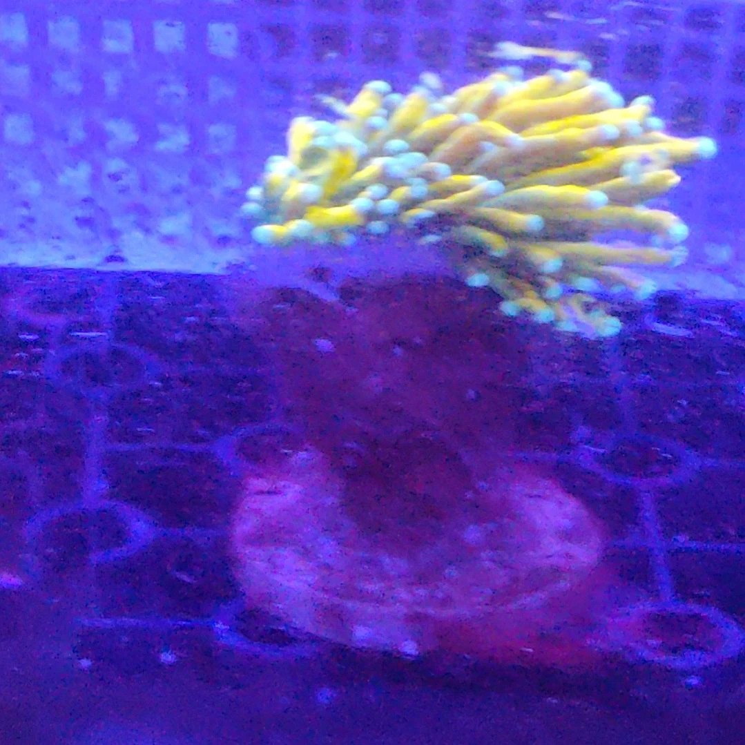 智海海洋珊瑚馆 竞拍链接