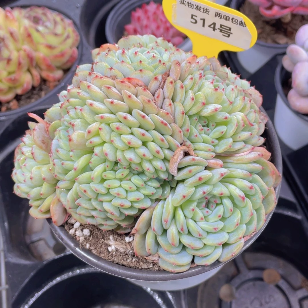 514号白胖子缀化大群一个
