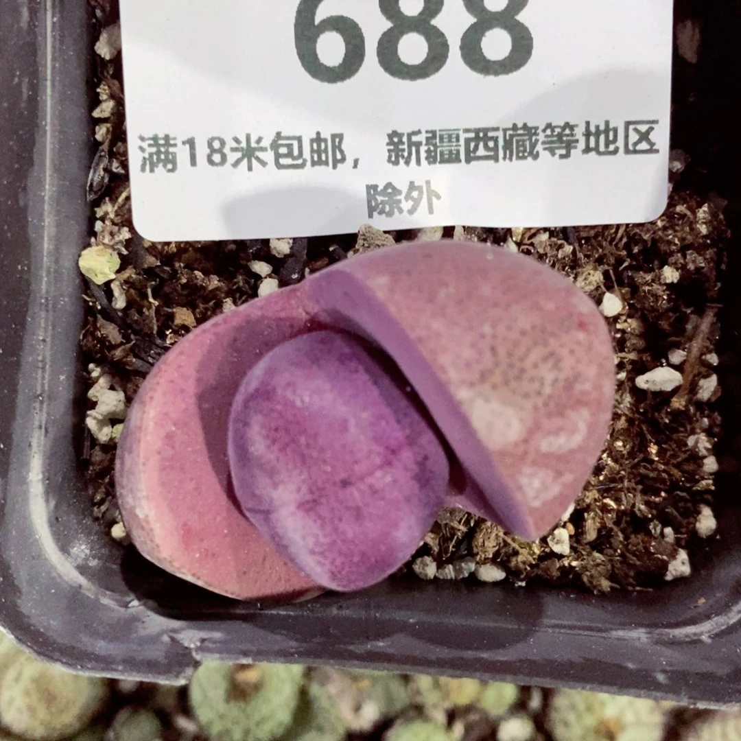 *️***我的小姐姐们都是我的688