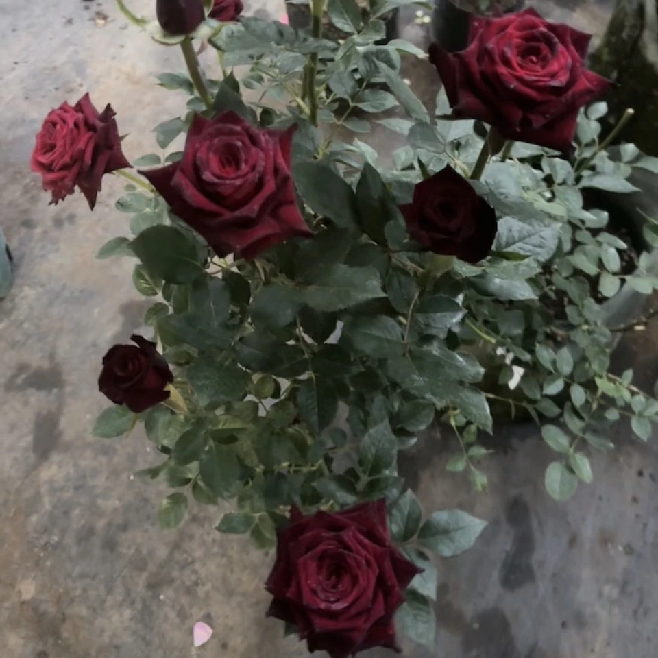 黑色玫瑰庭院好养阳台玫瑰大切花四季开黒巴克