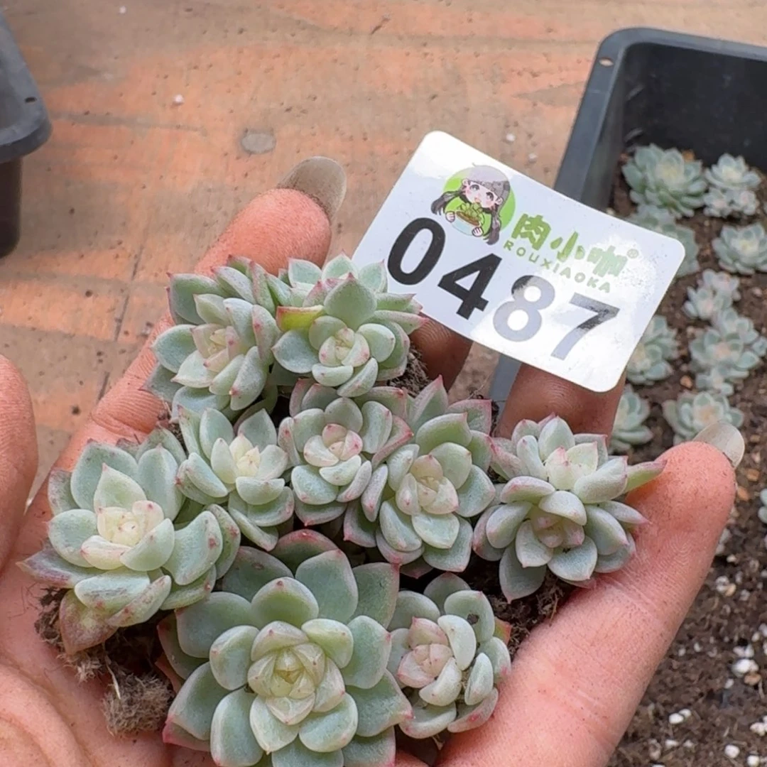多肉植物多肉植物