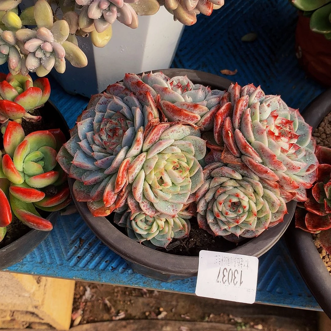 我***家        天鹅绒多肉13037