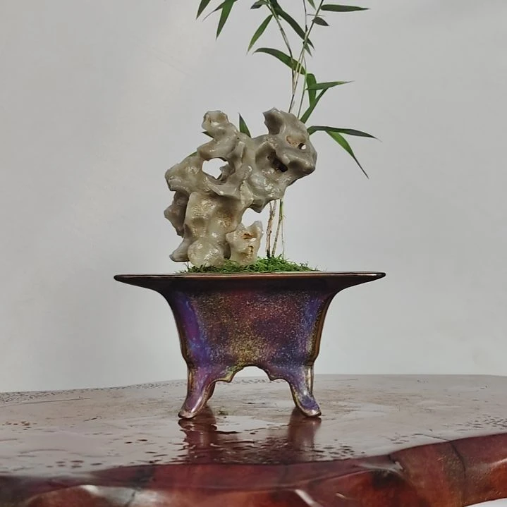 无花朵盆景，小玉山竹，玉玲珑