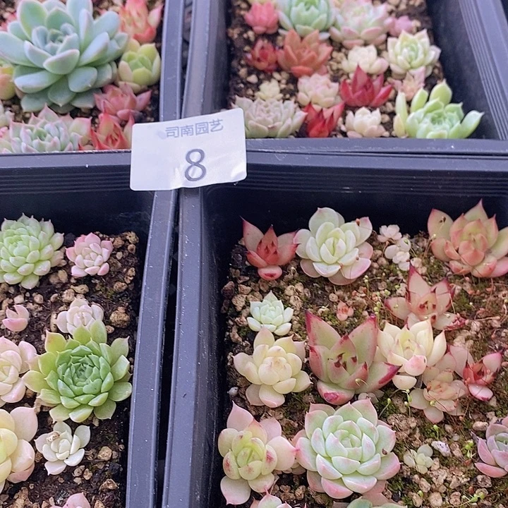 8 多肉植物盆栽花卉