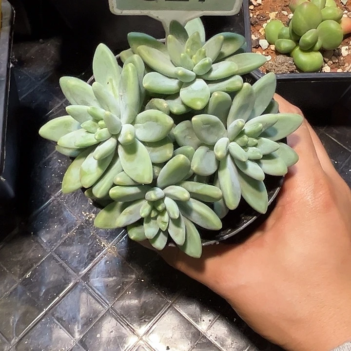 多肉植物阿蒂斯托627