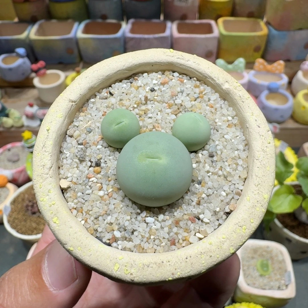 蘑菇1024鸽子蛋多肉植物