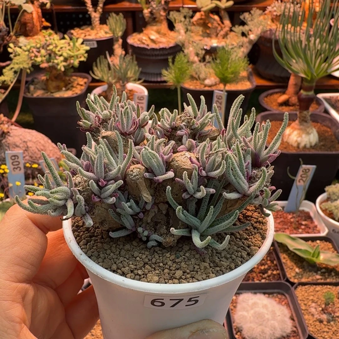 一***币老桩天赐675 仙人球