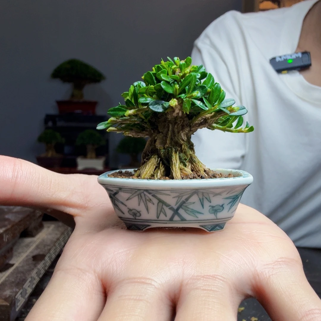 无花朵黄杨盆景一物一拍