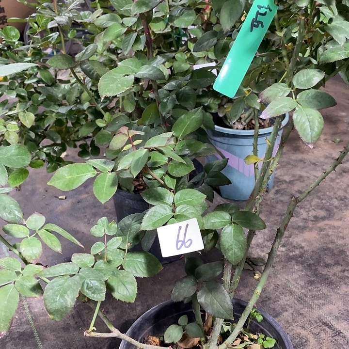 少量花朵（建议范围：2朵-5朵 或40%以下）66红丘