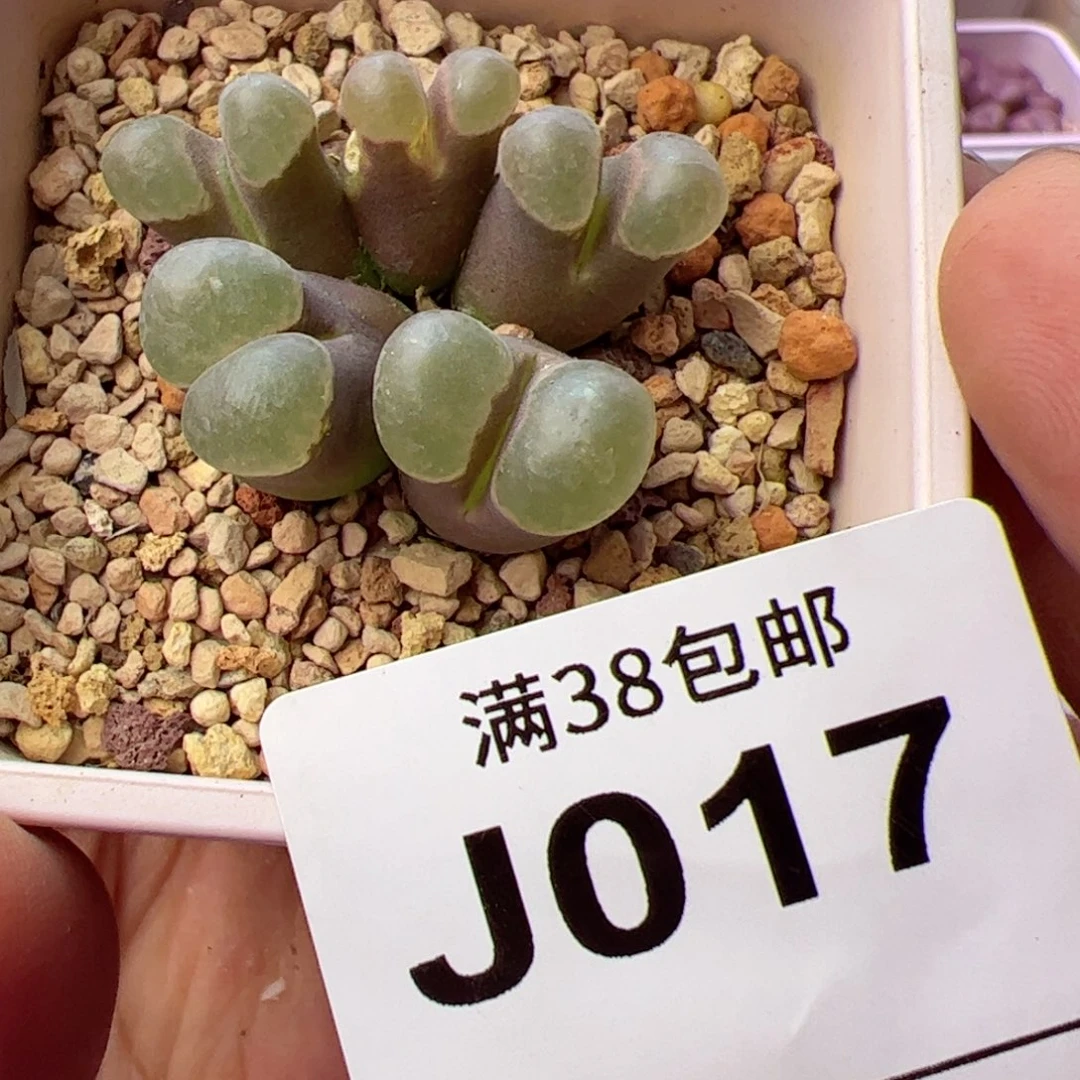 多肉植物肉锥磁铁群生带干疤