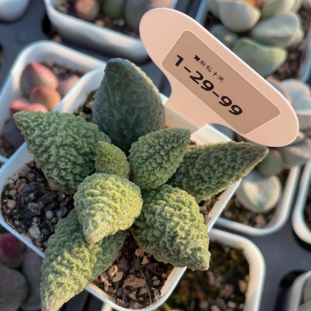 福利。  福利。