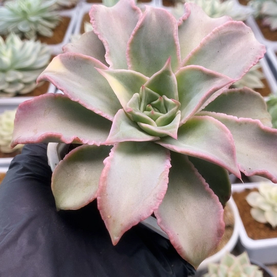 184饺子皮锦锦锦锦锦锦