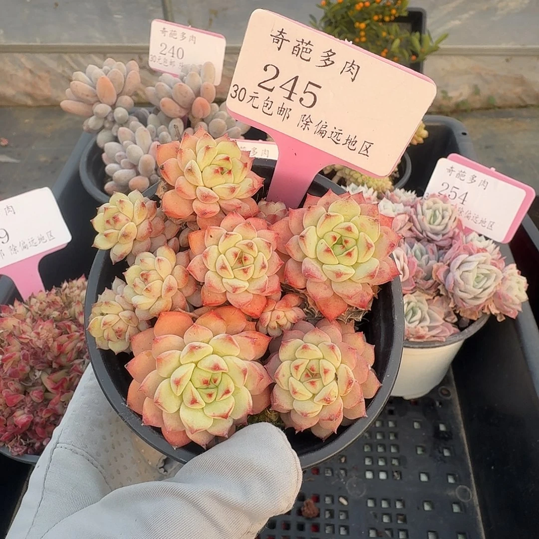 245 群生不包整 30元包邮非偏远