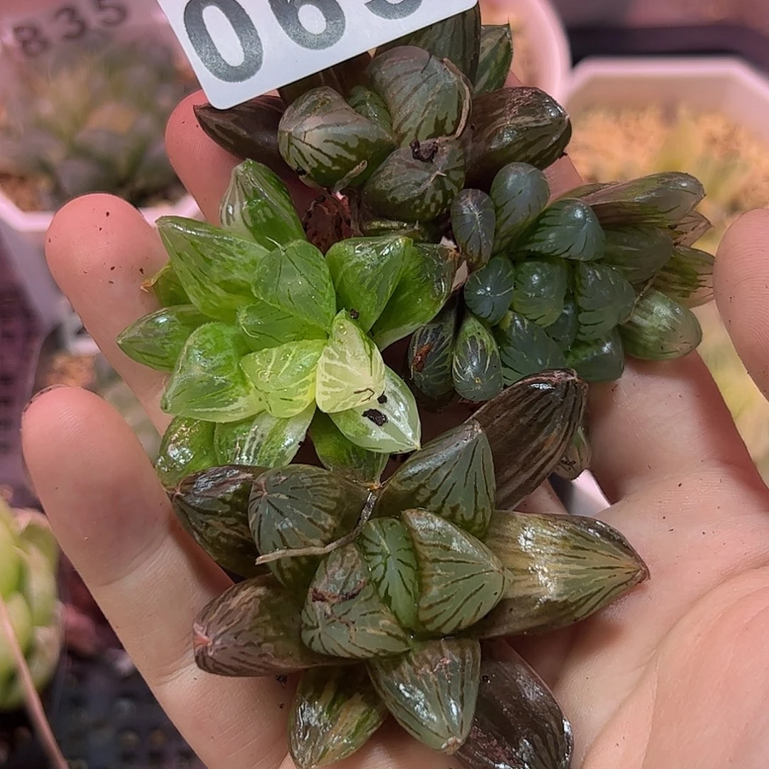 063红红火火恍恍惚惚