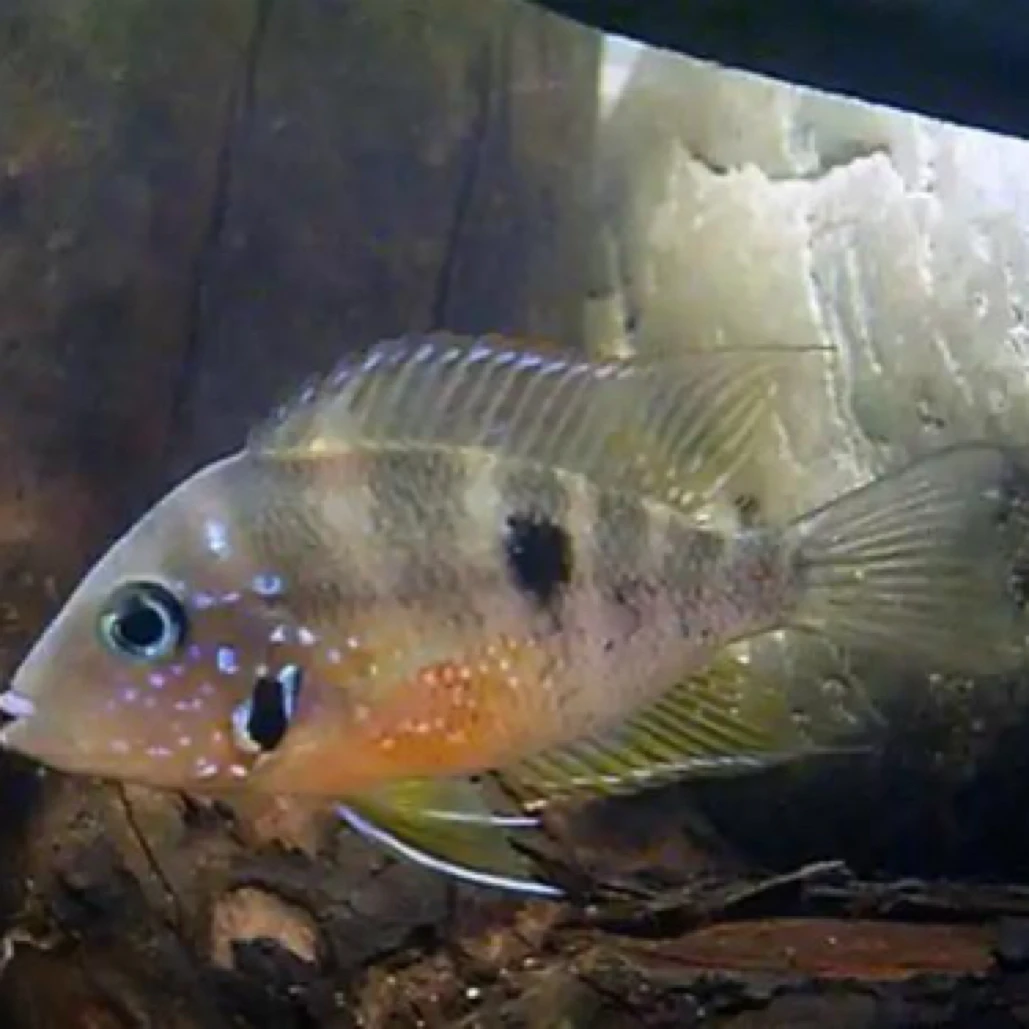 红肚鸟嘴鱼热带鱼