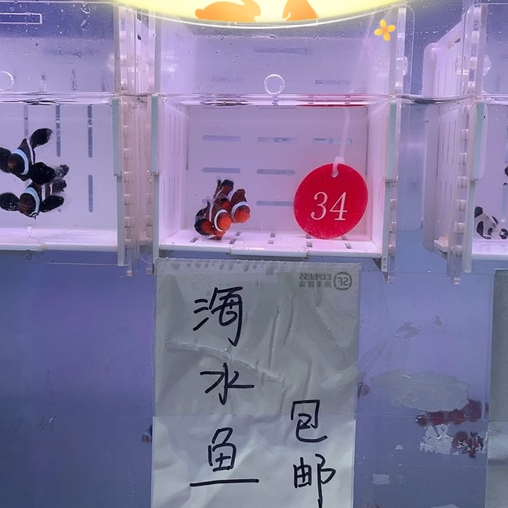 海水鱼精品公子礼服