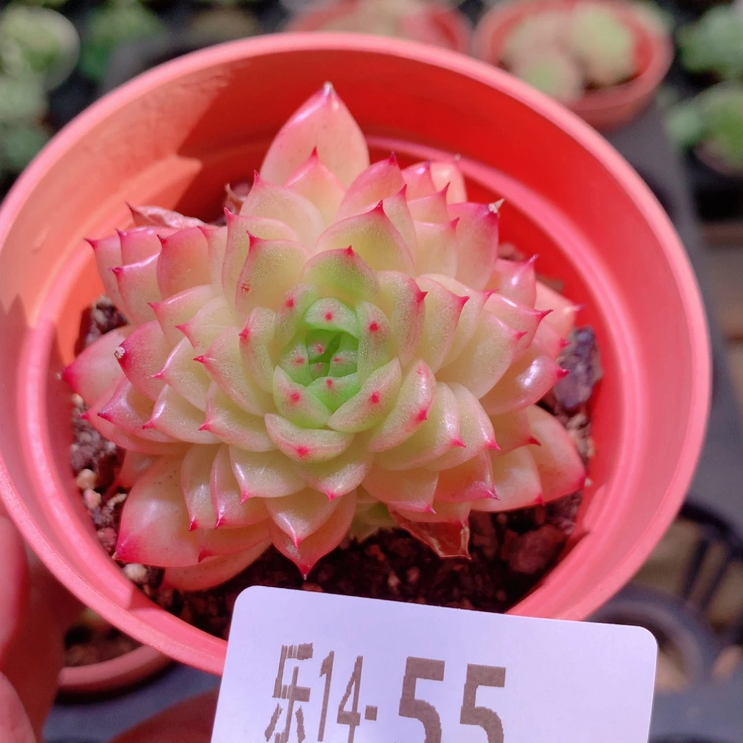 乐然14-55 麦秆群