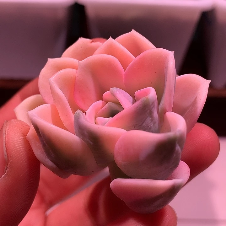 美尻锦锦锦锦锦锦锦