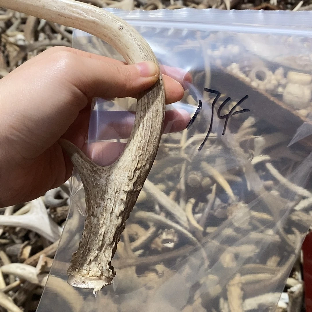 將***臣非金属鹿角鹿角鹿h