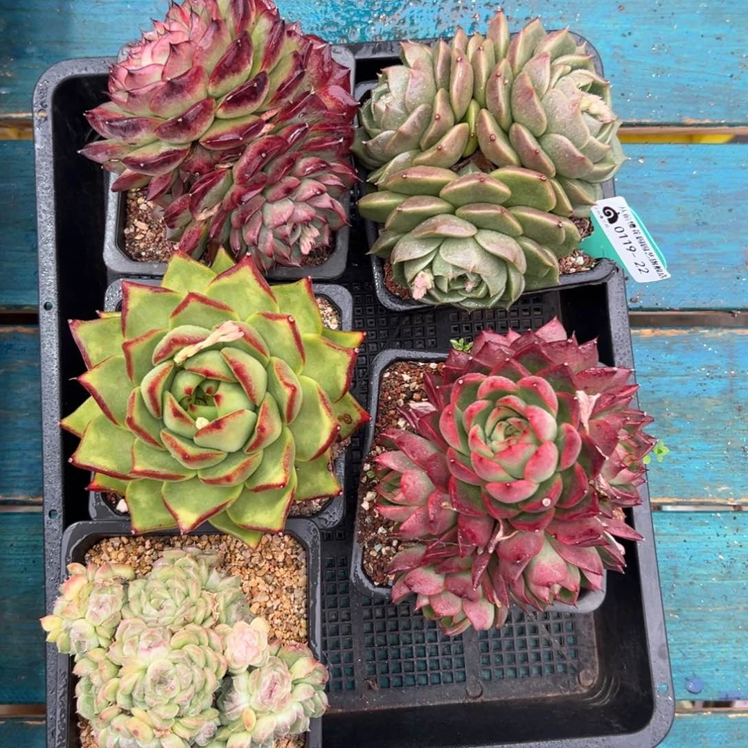 多肉一物一拍0119-22