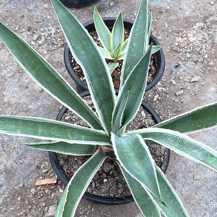 无花朵飘*龙舌兰绿色植物