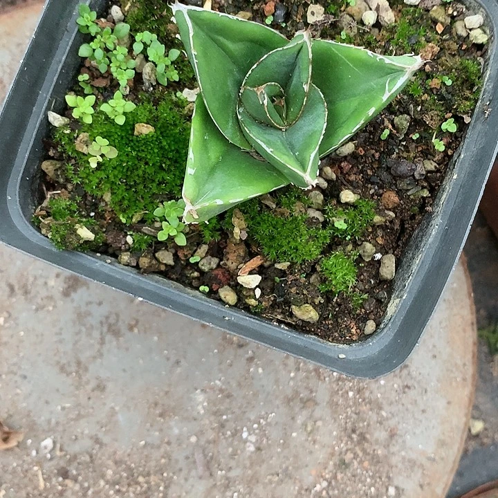 多肉植物龙舌兰科桃太郎