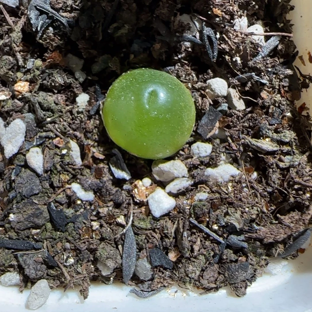 肉锥多肉植物组合-哈默1445