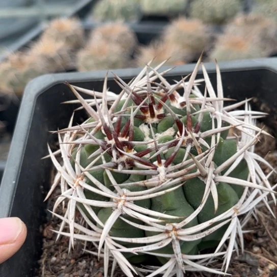 当前无花栽培后可以开花实生精品碧岩玉