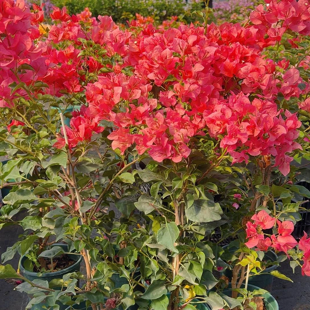 当前无花栽培后可以开花蒙娜丽莎红日落带竹一棵