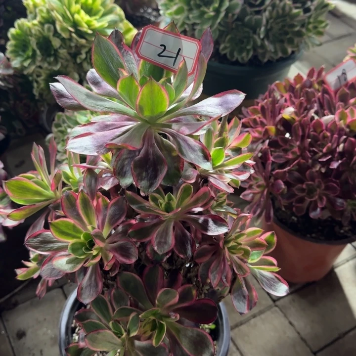 21号hong魔女法师多肉植物